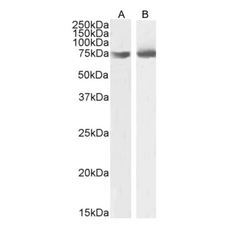 Western Blot - Anti-OGFr Antibody (A285958) - Antibodies.com