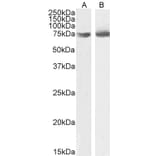 Western Blot - Anti-OGFr Antibody (A285958) - Antibodies.com
