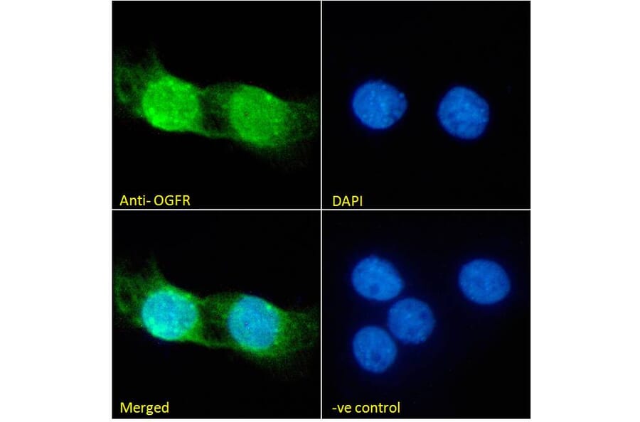 Immunofluorescence - Anti-OGFr Antibody (A285958) - Antibodies.com
