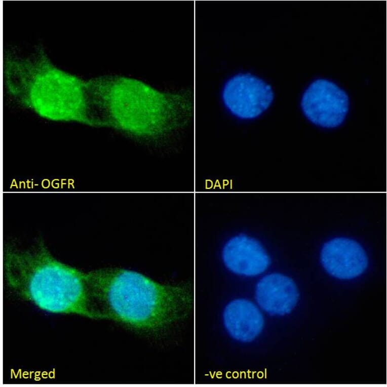 Immunofluorescence - Anti-OGFr Antibody (A285958) - Antibodies.com