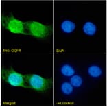 Immunofluorescence - Anti-OGFr Antibody (A285958) - Antibodies.com