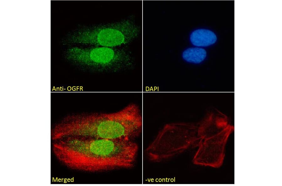 Immunofluorescence - Anti-OGFr Antibody (A285958) - Antibodies.com