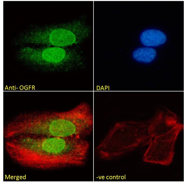 Immunofluorescence - Anti-OGFr Antibody (A285958) - Antibodies.com