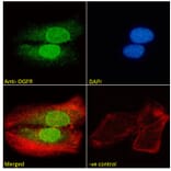 Immunofluorescence - Anti-OGFr Antibody (A285958) - Antibodies.com