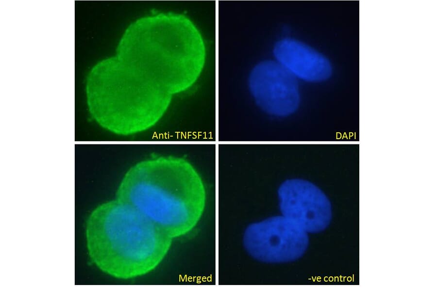 Immunofluorescence - Anti-RANKL Antibody (A285959) - Antibodies.com