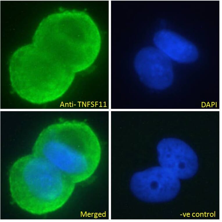 Immunofluorescence - Anti-RANKL Antibody (A285959) - Antibodies.com