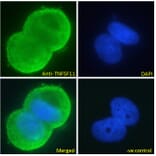 Immunofluorescence - Anti-RANKL Antibody (A285959) - Antibodies.com