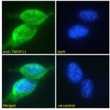 Immunofluorescence - Anti-RANKL Antibody (A285959) - Antibodies.com