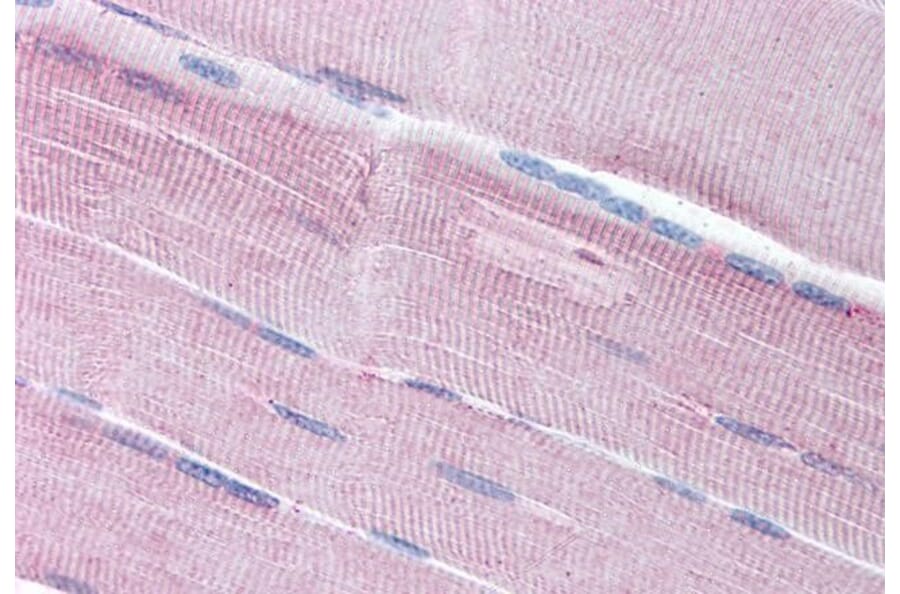 Immunohistochemistry - Anti-SORBS1 Antibody (A285960) - Antibodies.com