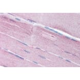 Immunohistochemistry - Anti-SORBS1 Antibody (A285960) - Antibodies.com