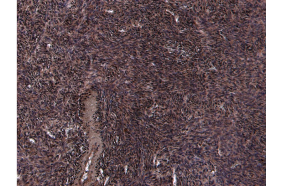 Immunohistochemistry - Anti-Oxytocin Receptor Antibody (A285961) - Antibodies.com