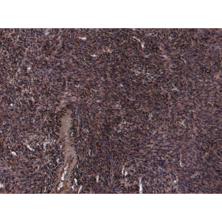 Immunohistochemistry - Anti-Oxytocin Receptor Antibody (A285961) - Antibodies.com