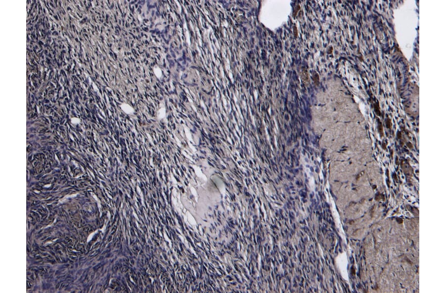 Immunohistochemistry - Anti-Oxytocin Receptor Antibody (A285961) - Antibodies.com