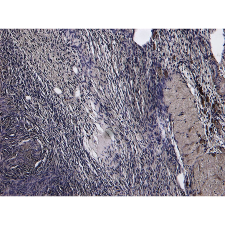 Immunohistochemistry - Anti-Oxytocin Receptor Antibody (A285961) - Antibodies.com