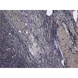 Immunohistochemistry - Anti-Oxytocin Receptor Antibody (A285961) - Antibodies.com