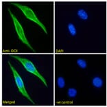 Immunofluorescence - Anti-Doublecortin Antibody (A285962) - Antibodies.com