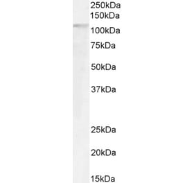 Western Blot - Anti-GTF2IRD1 Antibody (A285963) - Antibodies.com