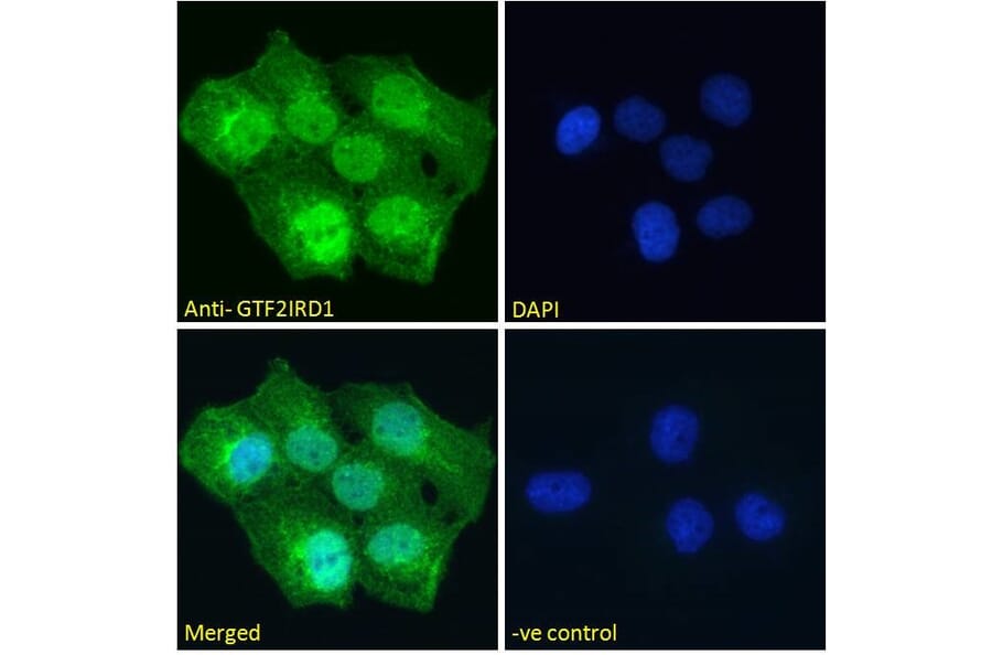 Immunofluorescence - Anti-GTF2IRD1 Antibody (A285963) - Antibodies.com
