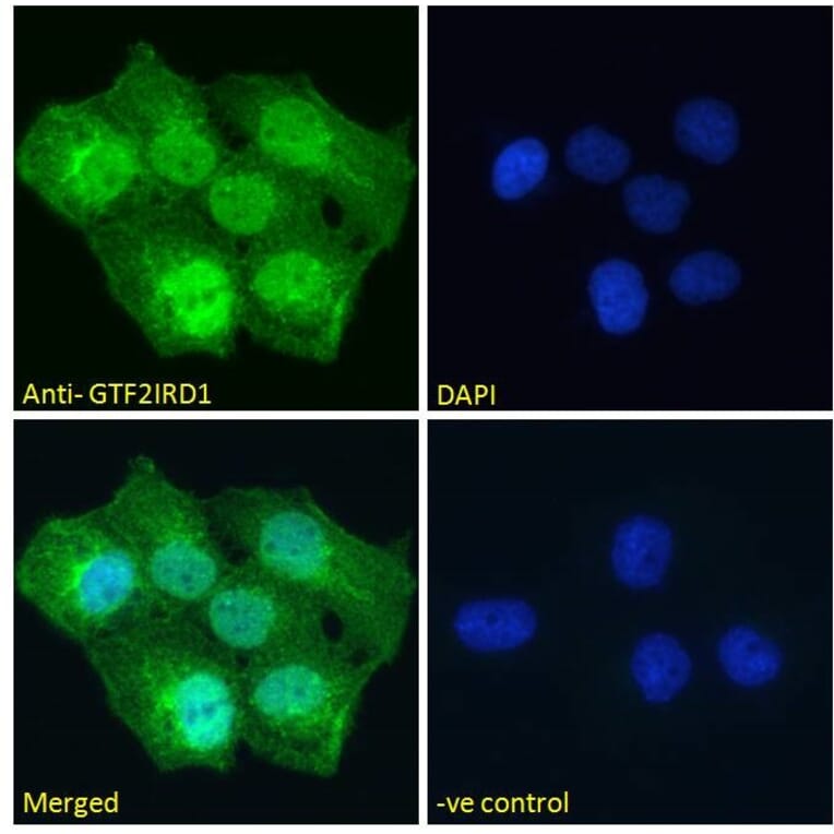 Immunofluorescence - Anti-GTF2IRD1 Antibody (A285963) - Antibodies.com