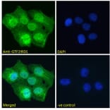 Immunofluorescence - Anti-GTF2IRD1 Antibody (A285963) - Antibodies.com
