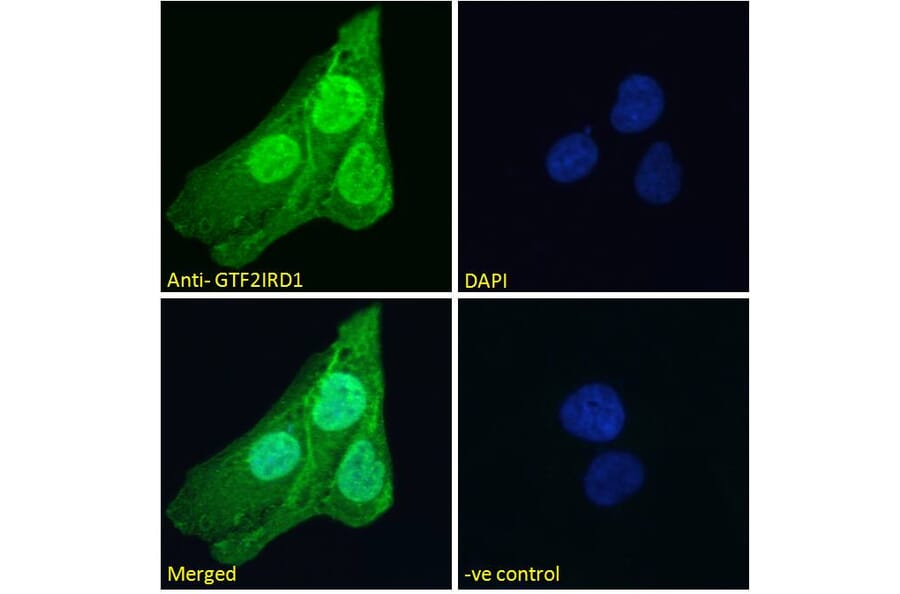 Immunofluorescence - Anti-GTF2IRD1 Antibody (A285963) - Antibodies.com