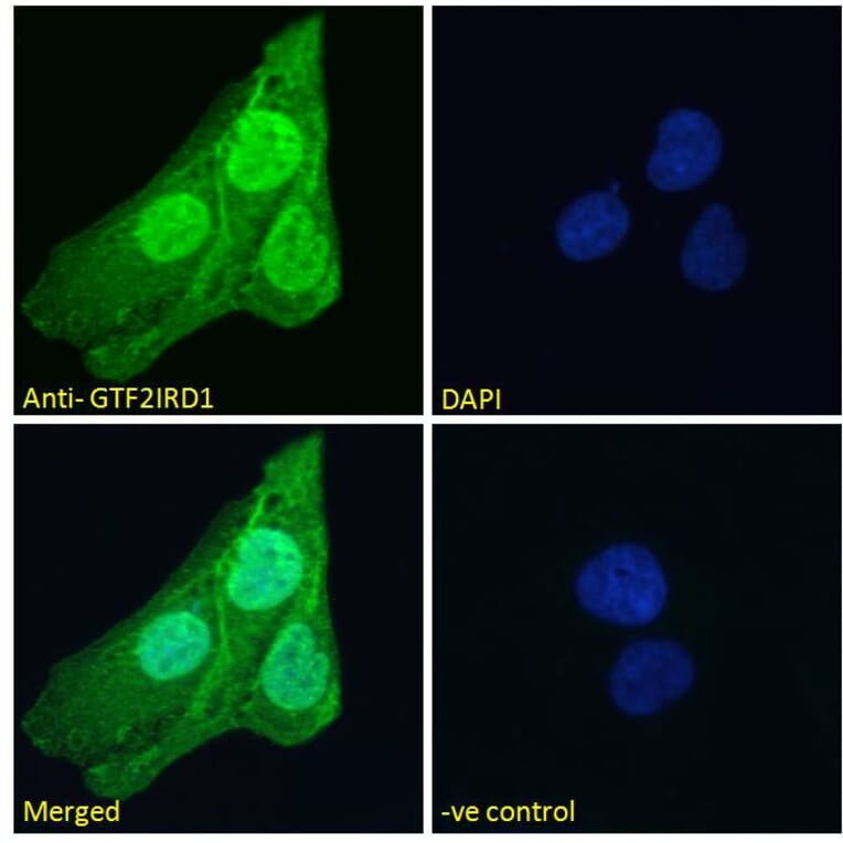 Immunofluorescence - Anti-GTF2IRD1 Antibody (A285963) - Antibodies.com