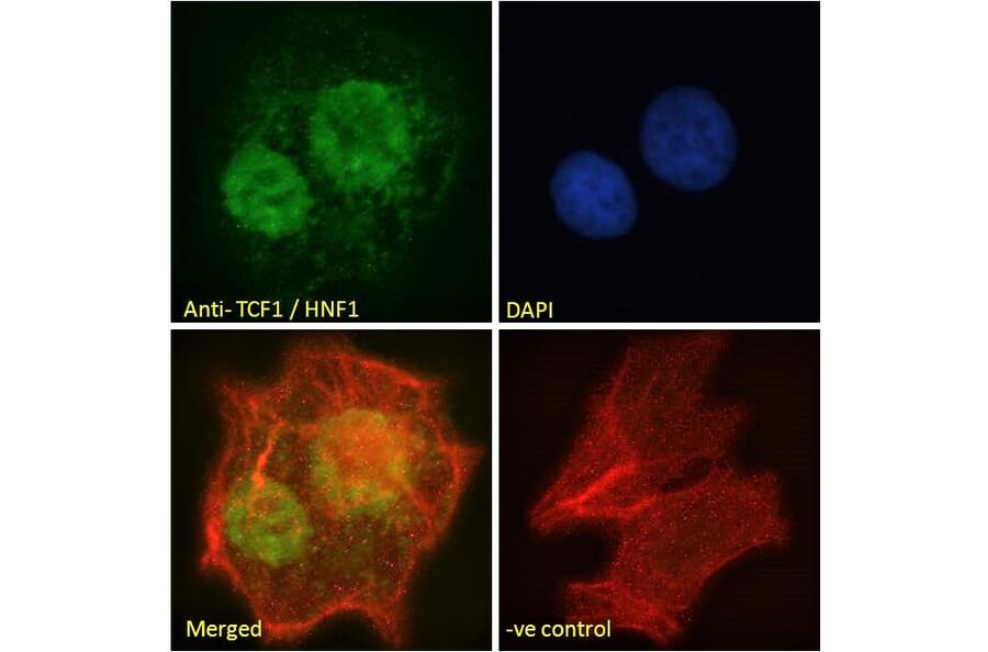 Immunofluorescence - Anti-HNF1 alpha Antibody (A285967) - Antibodies.com