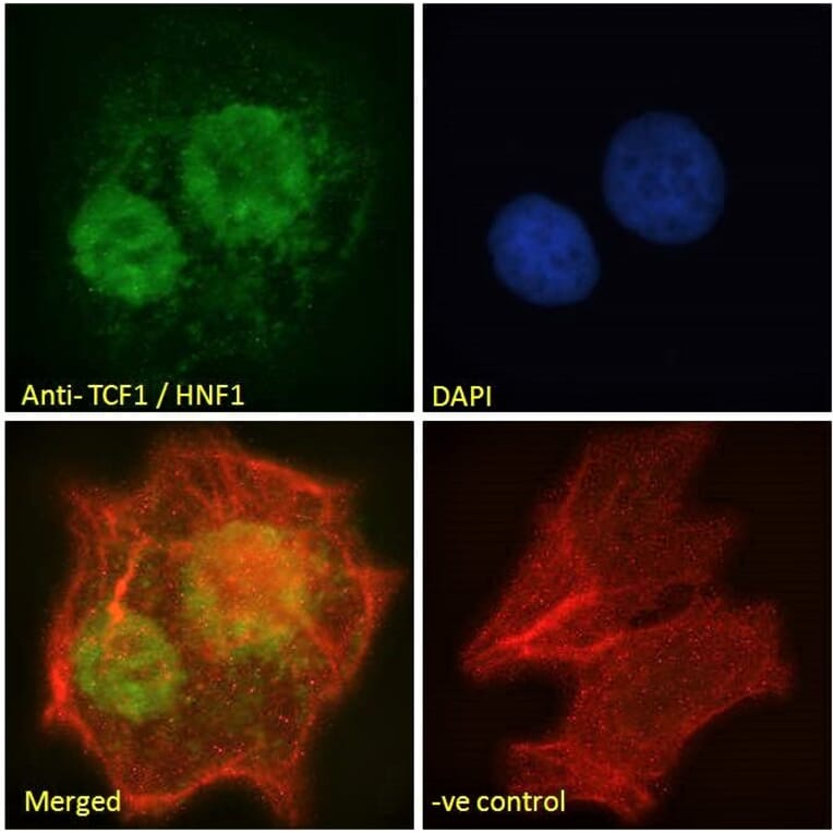 Immunofluorescence - Anti-HNF1 alpha Antibody (A285967) - Antibodies.com