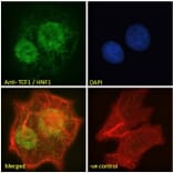 Immunofluorescence - Anti-HNF1 alpha Antibody (A285967) - Antibodies.com
