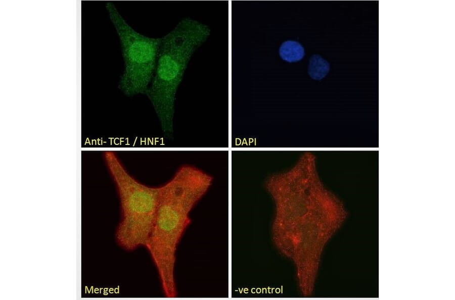 Immunofluorescence - Anti-HNF1 alpha Antibody (A285967) - Antibodies.com