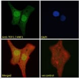 Immunofluorescence - Anti-HNF1 alpha Antibody (A285967) - Antibodies.com