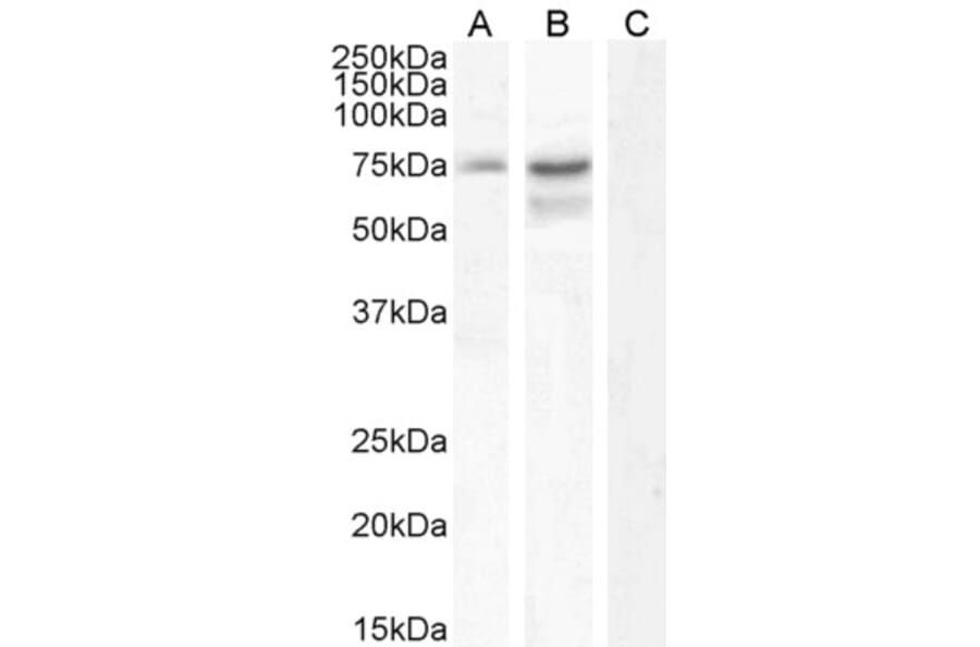 Western Blot - Anti-Neurochondrin Antibody (A285968) - Antibodies.com
