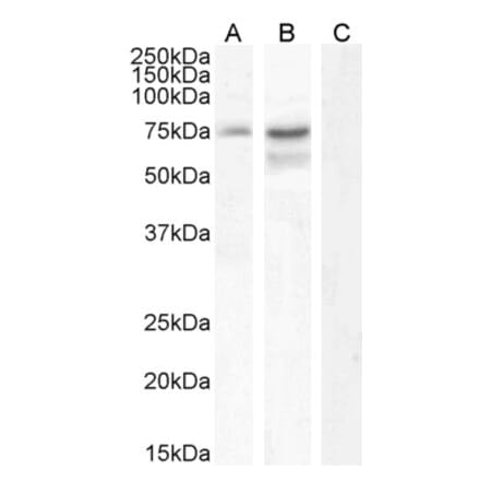 Western Blot - Anti-Neurochondrin Antibody (A285968) - Antibodies.com