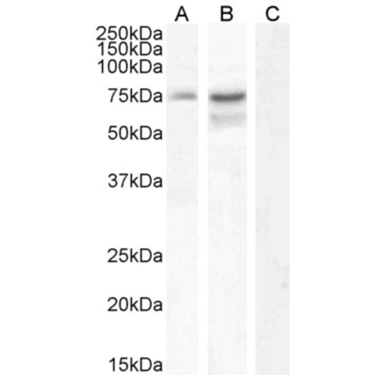 Western Blot - Anti-Neurochondrin Antibody (A285968) - Antibodies.com