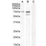 Western Blot - Anti-Neurochondrin Antibody (A285968) - Antibodies.com