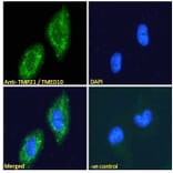 Immunofluorescence - Anti-TMP21 Antibody (A285969) - Antibodies.com