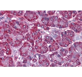 Immunohistochemistry - Anti-SORBS1 Antibody (A285972) - Antibodies.com