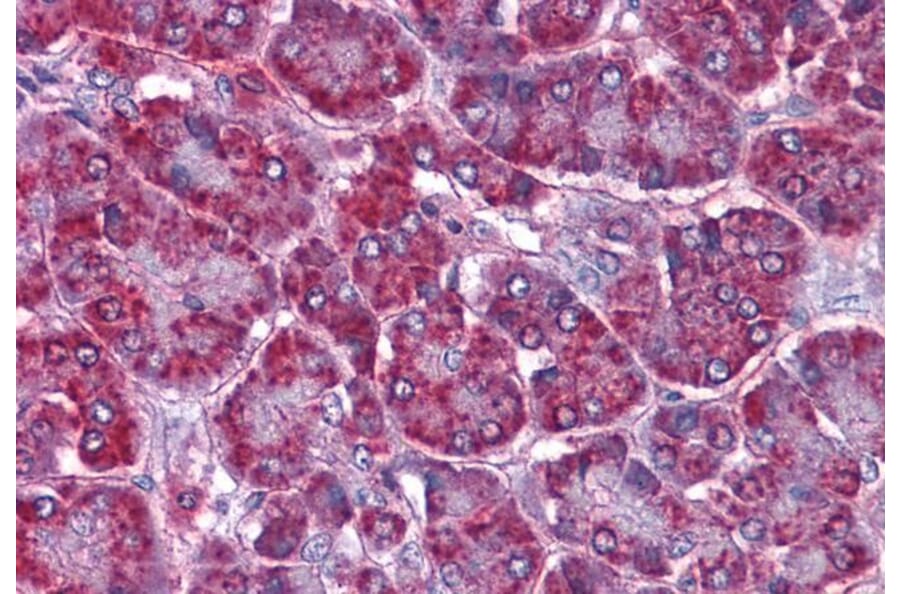 Immunohistochemistry - Anti-SORBS1 Antibody (A285972) - Antibodies.com