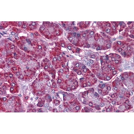 Immunohistochemistry - Anti-SORBS1 Antibody (A285972) - Antibodies.com