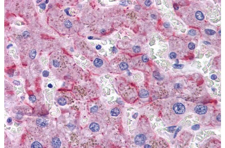 Immunohistochemistry - Anti-SORBS1 Antibody (A285972) - Antibodies.com