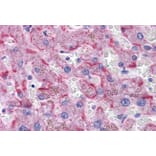 Immunohistochemistry - Anti-SORBS1 Antibody (A285972) - Antibodies.com