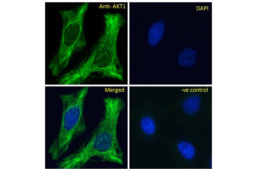 Immunofluorescence - Anti-AKT1 Antibody (A285973) - Antibodies.com