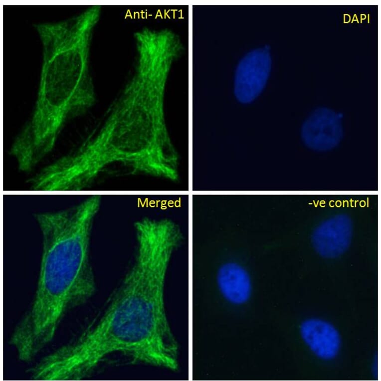 Immunofluorescence - Anti-AKT1 Antibody (A285973) - Antibodies.com