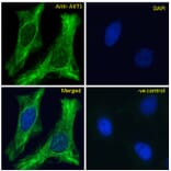 Immunofluorescence - Anti-AKT1 Antibody (A285973) - Antibodies.com