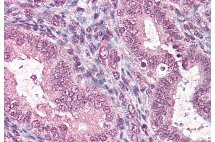 Immunohistochemistry - Anti-CTDSP1 Antibody (A285974) - Antibodies.com