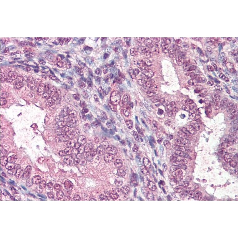 Immunohistochemistry - Anti-CTDSP1 Antibody (A285974) - Antibodies.com