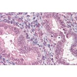 Immunohistochemistry - Anti-CTDSP1 Antibody (A285974) - Antibodies.com