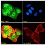 Immunofluorescence - Anti-CHD5 Antibody (A285975) - Antibodies.com