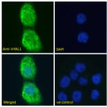 Immunofluorescence - Anti-HYAL1 Antibody (A285977) - Antibodies.com