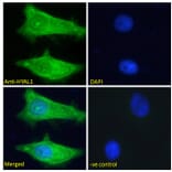 Immunofluorescence - Anti-HYAL1 Antibody (A285977) - Antibodies.com